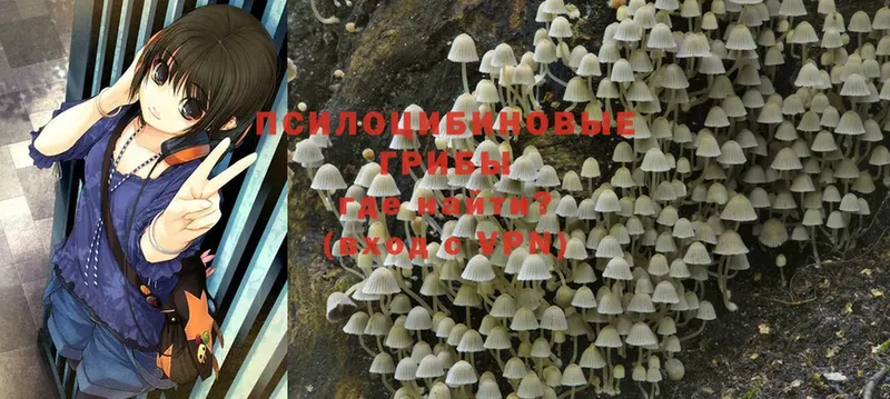 Галлюциногенные грибы Psilocybe  Куртамыш 